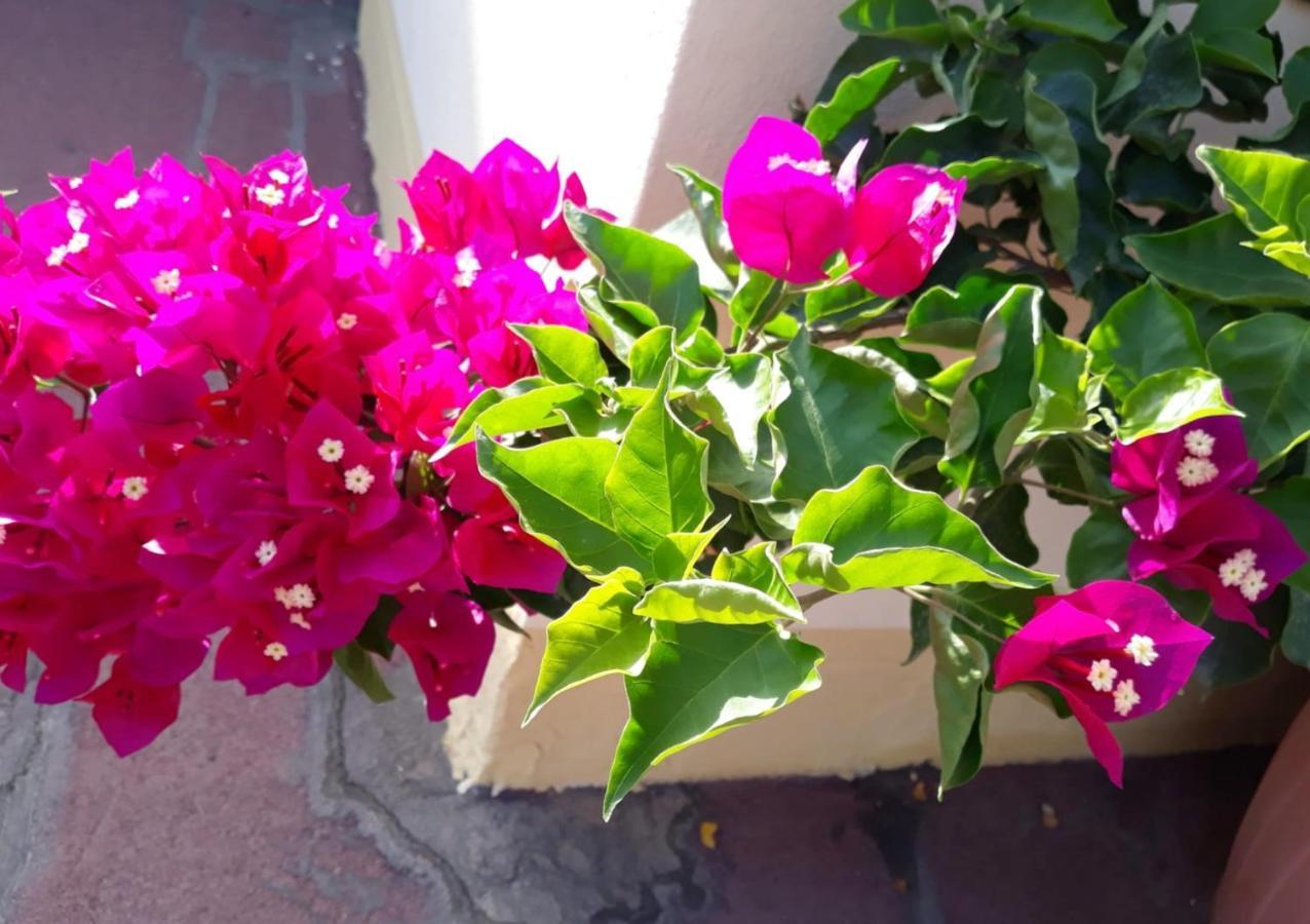 Casa Lupino Daire Orosei Dış mekan fotoğraf